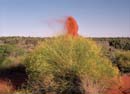 Thrown sand and yellow bush